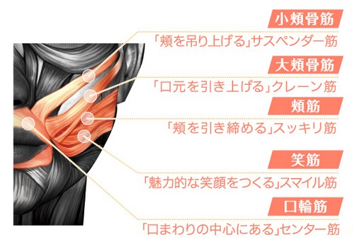 PAO��̋ؓ��^��